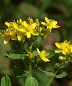 Future Forests Hypericum Tetrapterum More