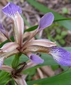Future Forests Iris Foetidissima AGM More