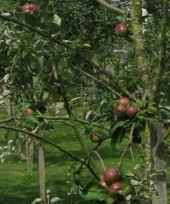 Future Forests Apple Irish Peach Fruit