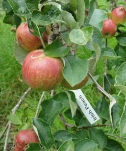 Future Forests Apple Irish Peach Fruit