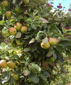 Future Forests Apple James Grieve Fruit