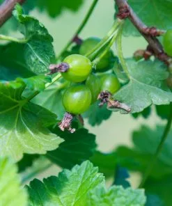 Future Forests Gooseberry Hinnonmaki Green 7 Future Forests Gooseberry Hinnonmaki Green