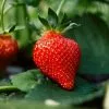 Future Forests Strawberry Eros Fruit 1 Future Forests Strawberry Eros Fruit