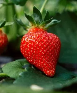 Future Forests Strawberry Eros Fruit