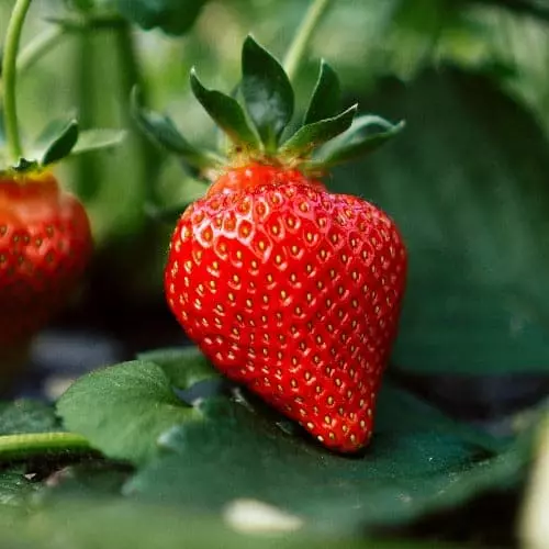Future Forests Strawberry Eros Fruit 3 Future Forests Strawberry Eros Fruit