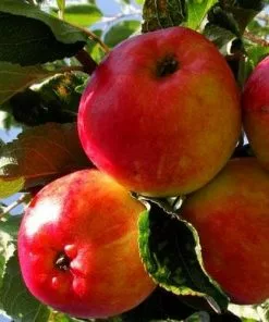 Future Forests Apple Katy