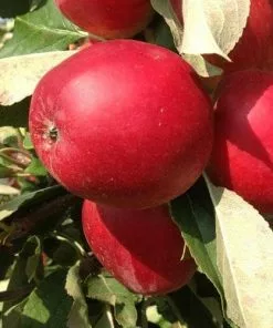 Future Forests Apple Katy