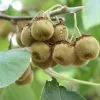 Future Forests Fruit Kiwi - Actinidia Deliciosa Jenny - Self Fertile