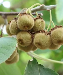 Future Forests Fruit Kiwi - Actinidia Deliciosa Jenny - Self Fertile