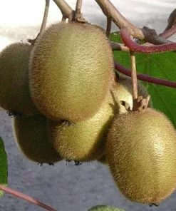 Future Forests Kiwi - Actinidia Deliciosa Solissimo - Self Fertile Fruit