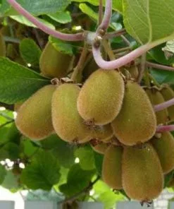 Future Forests Kiwi - Actinidia Deliciosa Solissimo - Self Fertile Fruit