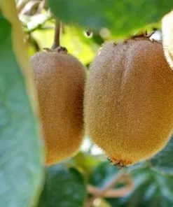 Future Forests Kiwi - Actinidia Deliciosa Solissimo - Self Fertile Fruit