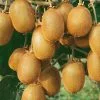 Future Forests Kiwi - Actinidia Deliciosa Solissimo - Self Fertile Fruit