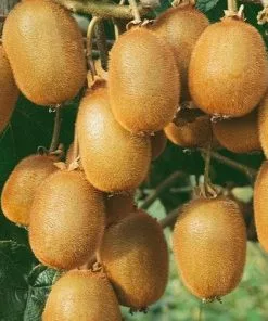 Future Forests Kiwi - Actinidia Deliciosa Solissimo - Self Fertile Fruit