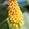 Future Forests Kniphofia Citrina More
