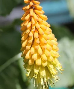 Future Forests Kniphofia Citrina More