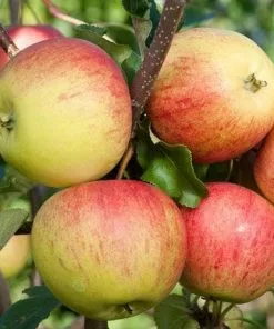 Future Forests Apple Laxton Superb Fruit