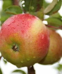 Future Forests Apple Laxton Superb Fruit