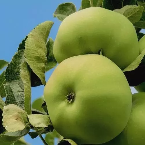 Future Forests Fruit Apple Limelight 3 Future Forests Fruit Apple Limelight