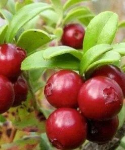 Future Forests Lingonberry Little Miss Cherry