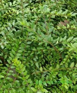 Future Forests Lonicera Pileata Hedging