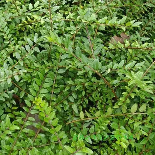 Future Forests Lonicera Pileata Hedging 3 Future Forests Lonicera Pileata Hedging
