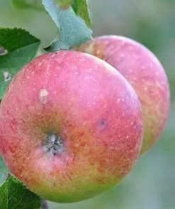 Future Forests Apple Lord Lambourne