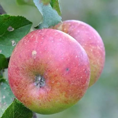 Future Forests Apple Lord Lambourne 3 Future Forests Apple Lord Lambourne