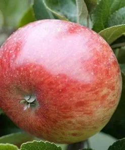 Future Forests Apple Lord Lambourne