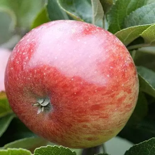 Future Forests Apple Lord Lambourne 4 Future Forests Apple Lord Lambourne