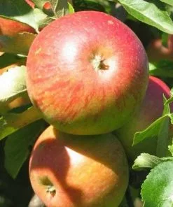 Future Forests Apple Lord Lambourne 9 Future Forests Apple Lord Lambourne