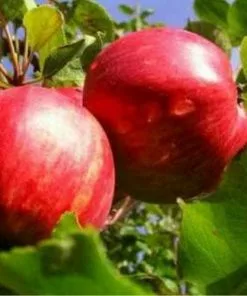 Future Forests Apple Lough Tree Of Wexford Fruit