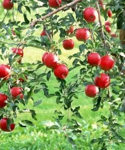 Future Forests Apple Lough Tree Of Wexford Fruit