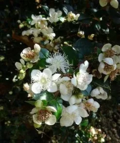 Future Forests Shrubs Luma Apiculata (Myrtus Luma)
