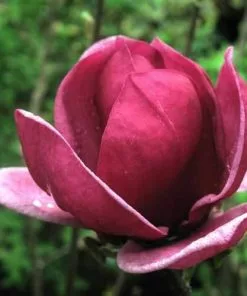 Future Forests Magnolia X Soulangeana Lilliflora Genie 13 Future Forests Magnolia X Soulangeana Lilliflora Genie