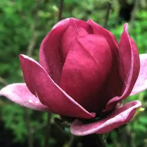 Future Forests Magnolia X Soulangeana Lilliflora Genie 7 Future Forests Magnolia X Soulangeana Lilliflora Genie