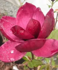 Future Forests Magnolia X Soulangeana Lilliflora Genie 14 Future Forests Magnolia X Soulangeana Lilliflora Genie