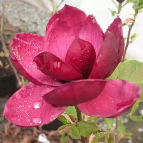 Future Forests Magnolia X Soulangeana Lilliflora Genie 8 Future Forests Magnolia X Soulangeana Lilliflora Genie