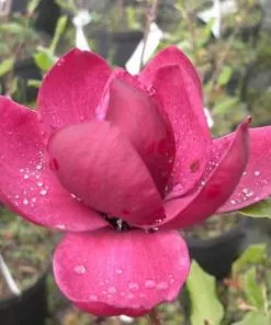 Future Forests Magnolia X Soulangeana Lilliflora Genie 15 Future Forests Magnolia X Soulangeana Lilliflora Genie