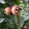Future Forests Medlar Dutch Monstrous 2 Future Forests Medlar Dutch Monstrous