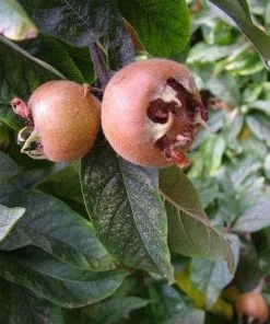 Future Forests Medlar Dutch Monstrous