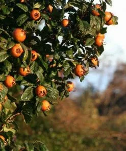 Future Forests Medlar Dutch Monstrous