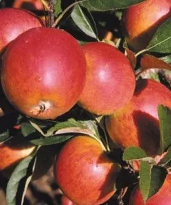 Future Forests Fruit Apple Meridian