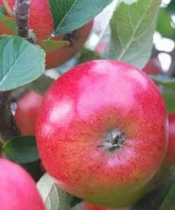 Future Forests Fruit Apple Meridian