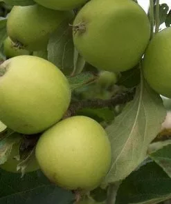 Future Forests Fruit Apple Michelin