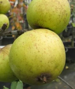 Future Forests Fruit Apple Michelin