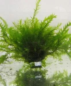 Future Forests More Fontinalis Antipyretica - Greater Water Moss (Oxygenator)