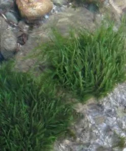 Future Forests More Fontinalis Antipyretica - Greater Water Moss (Oxygenator)