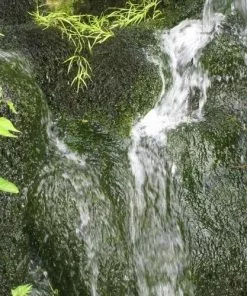 Future Forests More Fontinalis Antipyretica - Greater Water Moss (Oxygenator)