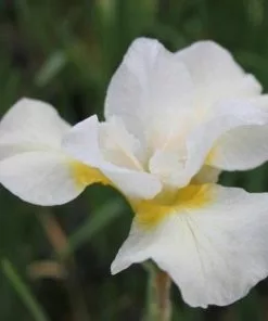 Future Forests Iris Sibirica Snow Queen More